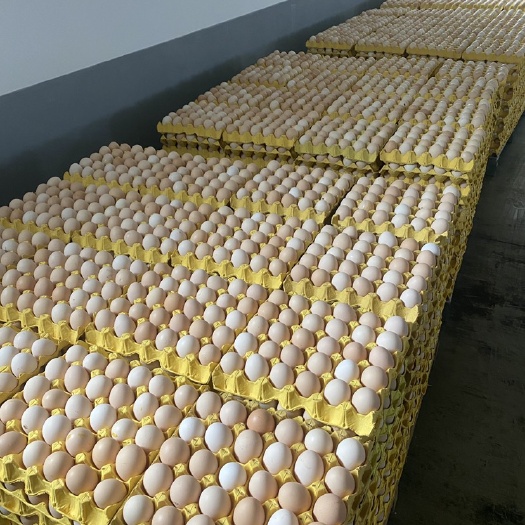 (42-44)双色大午金凤农三，海蓝灰，精品粉蛋，土鸡蛋