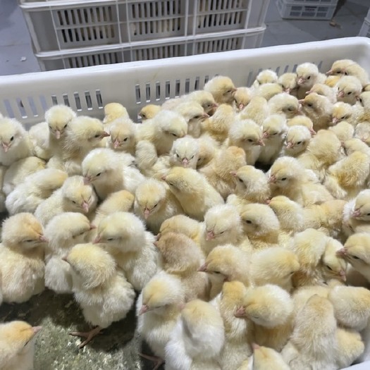 莒南县沂蒙山花腰鸡