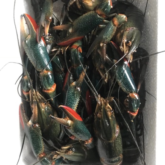 云霄县澳洲淡水龙虾