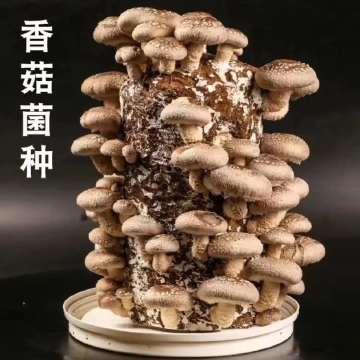 随县香菇菌包种直接出菇拿回去直接出菇体验包