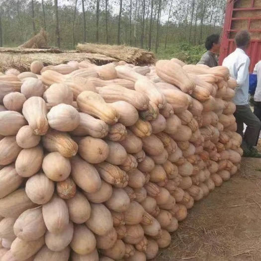 金韩蜜本南瓜，大量上市，市场货 工厂货，价格美丽，质量可靠！