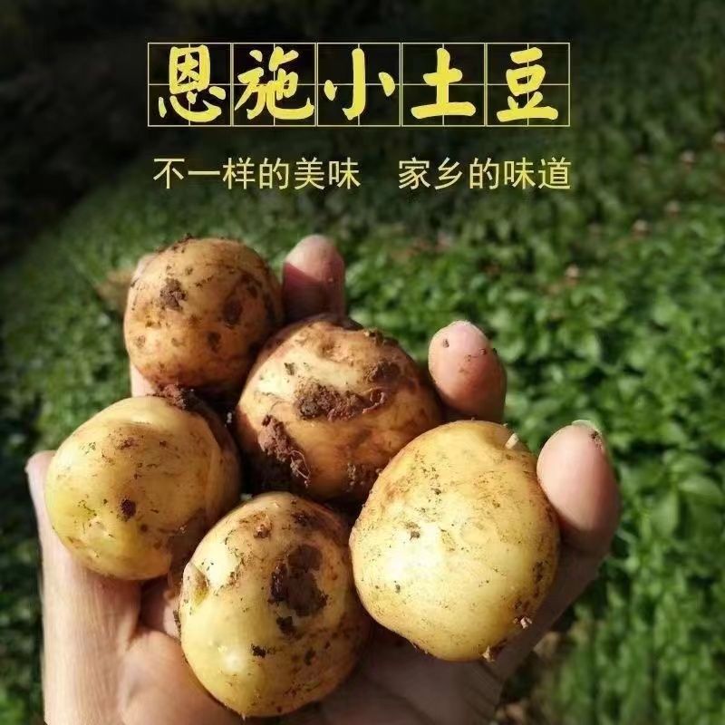 【恩施小土豆】现挖恩施迷你黄皮黄心粉糯富硒马铃薯洋芋