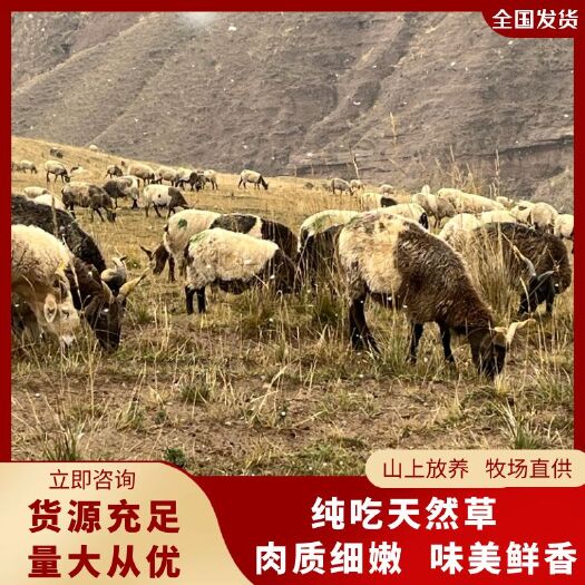 同仁市大母羊，青海欧拉羊，牧场直供。