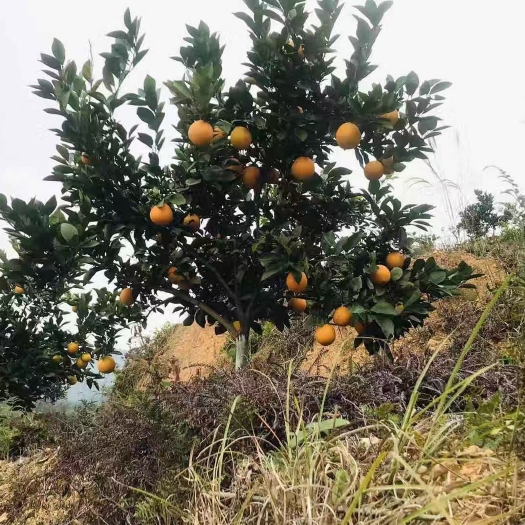 兴国县赣南脐橙
