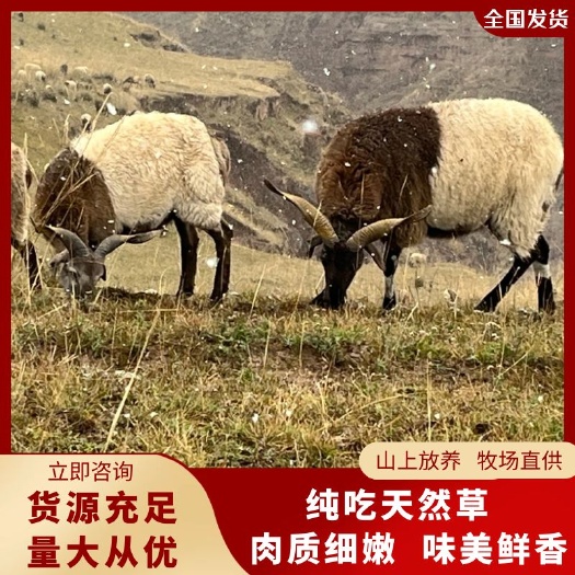 青海欧拉羊，纯放养型 牧场直供，基地直发。