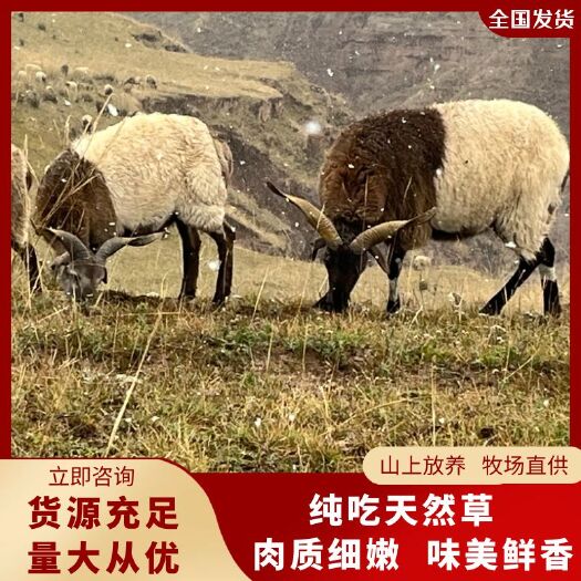 同仁市青海欧拉羊，纯放养型 牧场直供，基地直发。