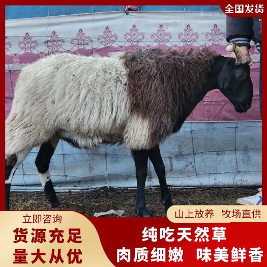同仁市羔子羊，青海欧拉羊，基地直发。