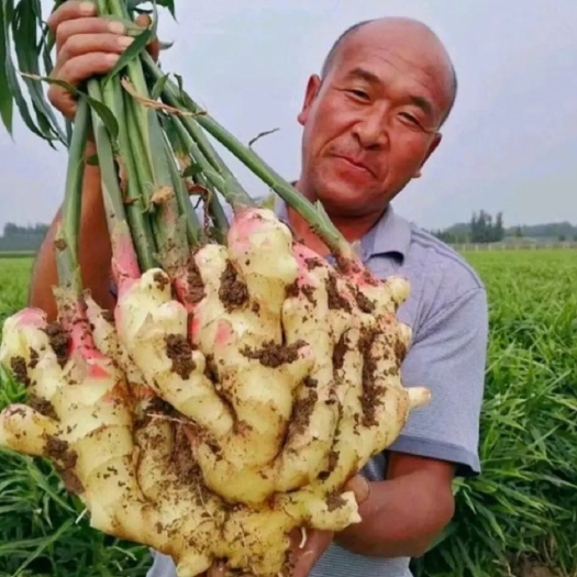 大同山西大黄姜/坏烂包赔【水洗姜 风干姜 沙土姜】产地一手货源