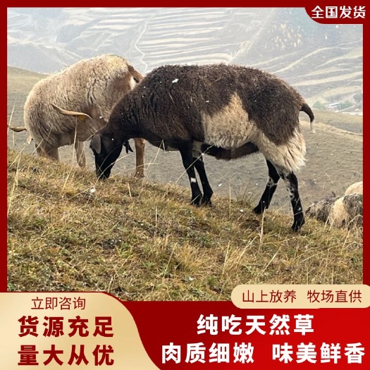 【自家养殖】青海欧拉羊 牧场放养型，肉质好可整只现杀好。