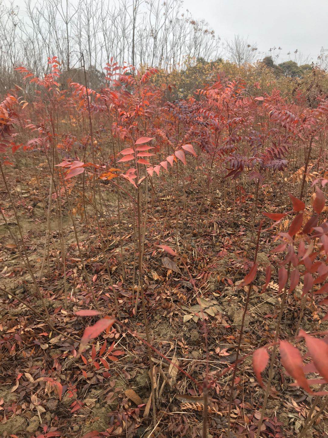 一公分黄连木小苗，九江柴桑区黄连木小苗种植基地