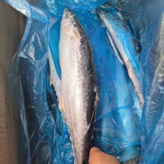 北海马鲛鱼