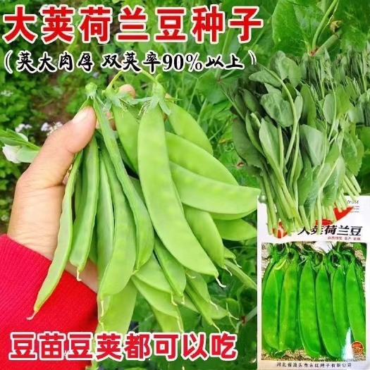 长沙软荚荷兰豆种子大荚菜豌豆种籽甜脆食荚菜豌四季种植蔬菜种子