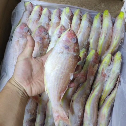 北海红三鱼