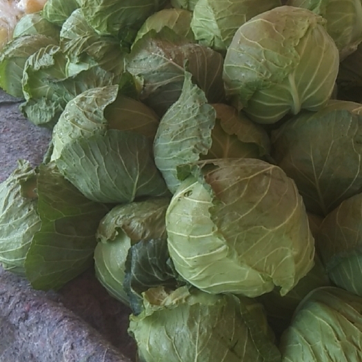 泰安青叶卷心菜