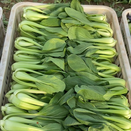 曹县上海青 奶白菜，，生菜