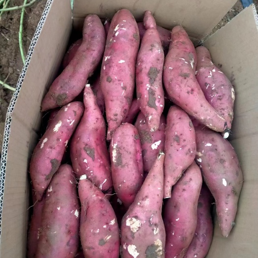 方城县各种，规格品种的红薯