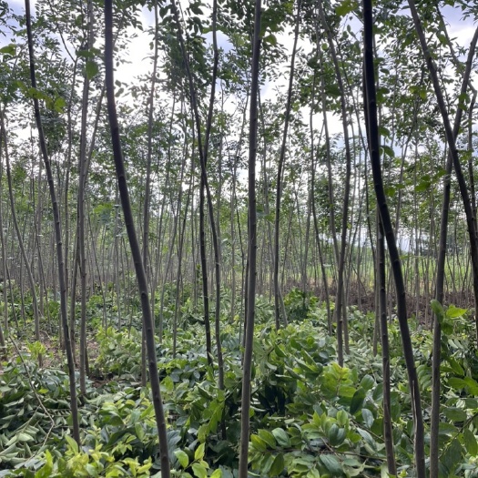 常州朴树小苗，2公分朴树小苗