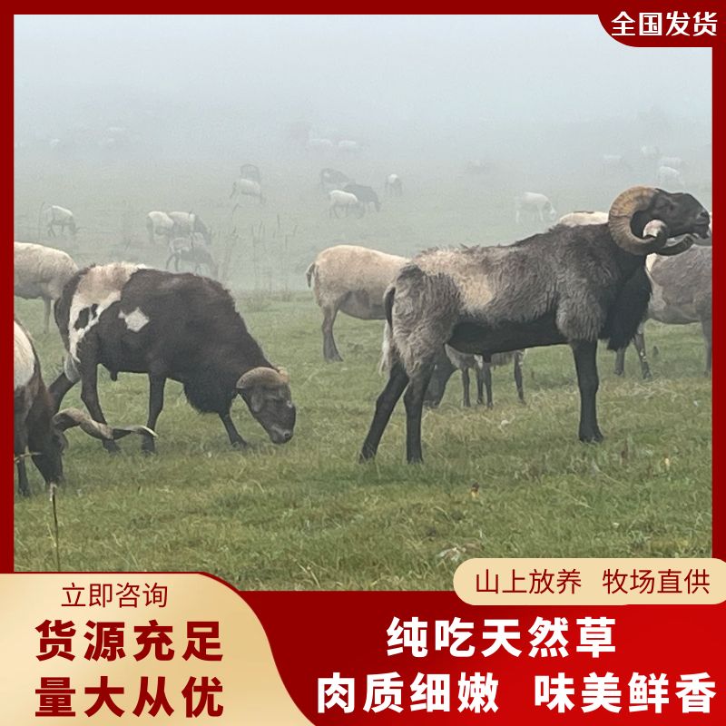 青海欧拉羊，欧拉羊原产地，山上放养，牧场直供。
