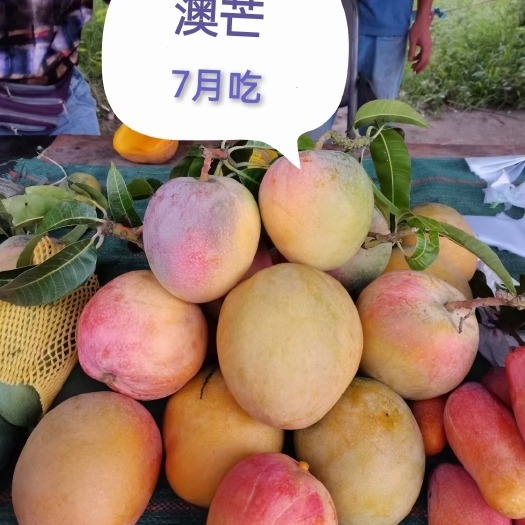 灵山县澳芒果苗又叫苹果芒苗 嫁接苗大果子核薄肉厚香甜好吃