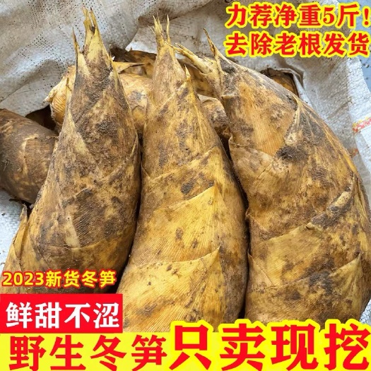 建瓯市冬笋，毛竹笋现挖现发新鲜黄泥笋，支持各类规格配送一件代发