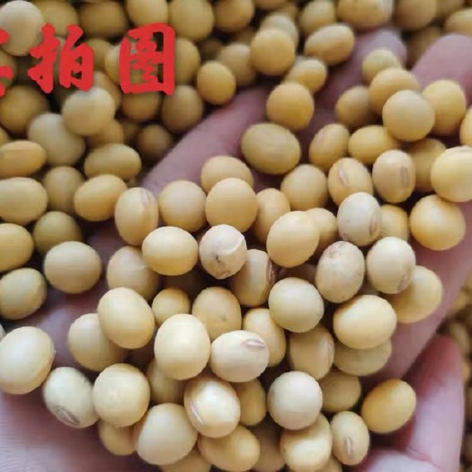 深圳东北黄豆88斤打豆浆非转基因高蛋白浓香农家做大酱精选大豆做豆