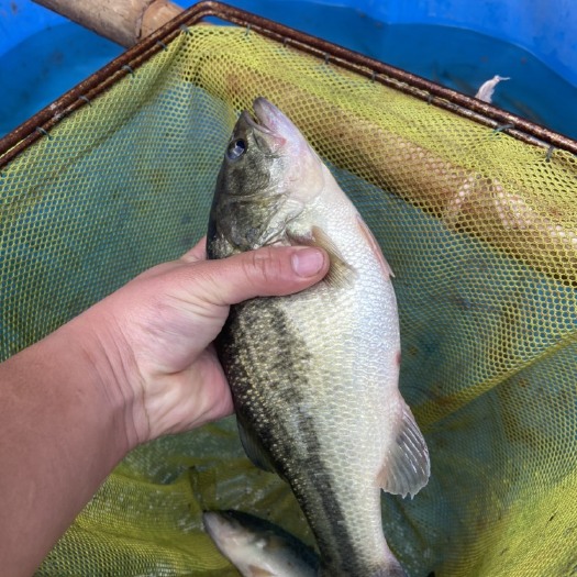 简阳市鲈鱼2到9两