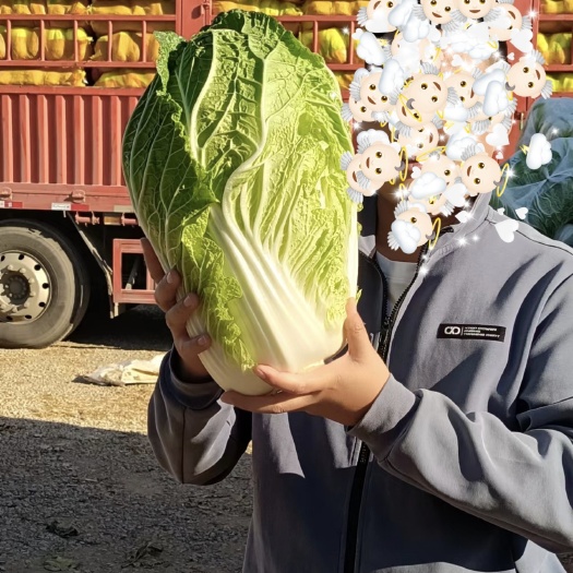 大白菜黄心 常年供应东北三省,河北,山西,陕西等