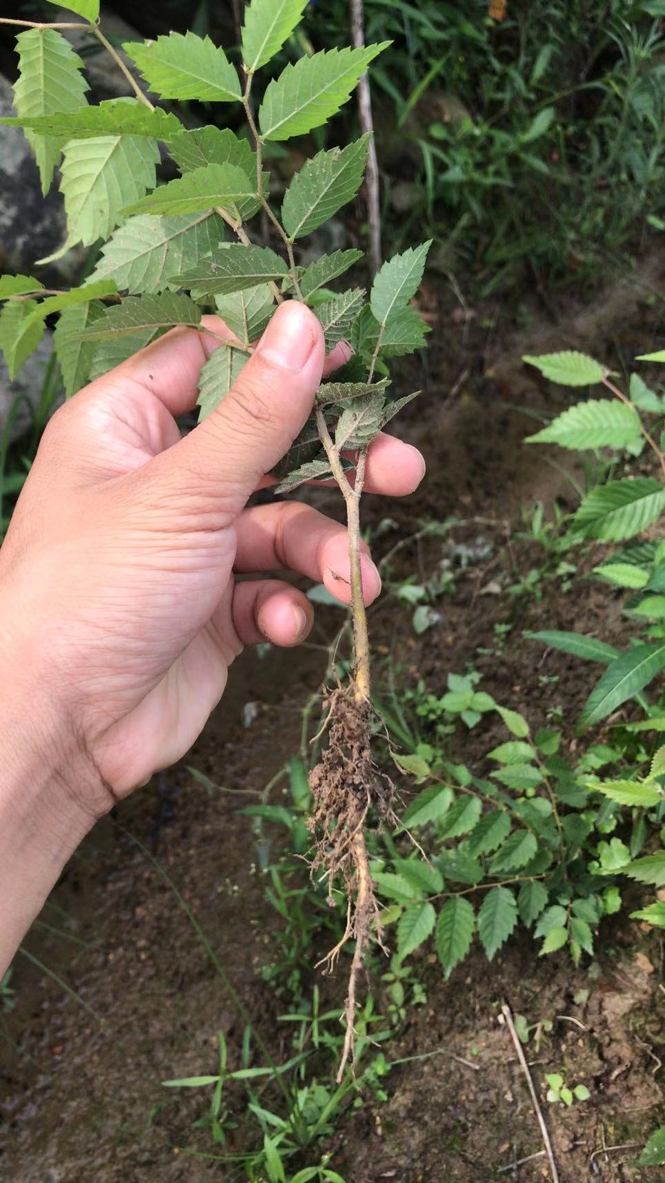 九江柴桑区红榉小苗种植基地产地直销提供种植技术