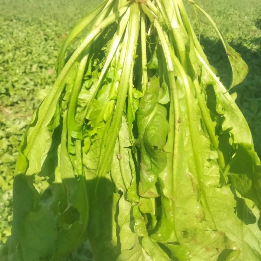 虞城县荠菜电商批发净菜