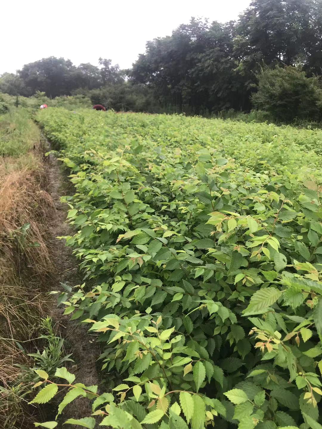 九江柴桑区红榉小苗种植基地产地直销提供种植技术