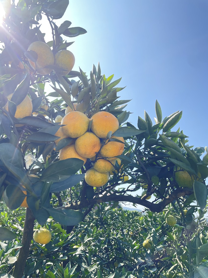 蜜橘产地直销纯甜化渣口感细腻对接各大电商，市场，欢迎致电咨询