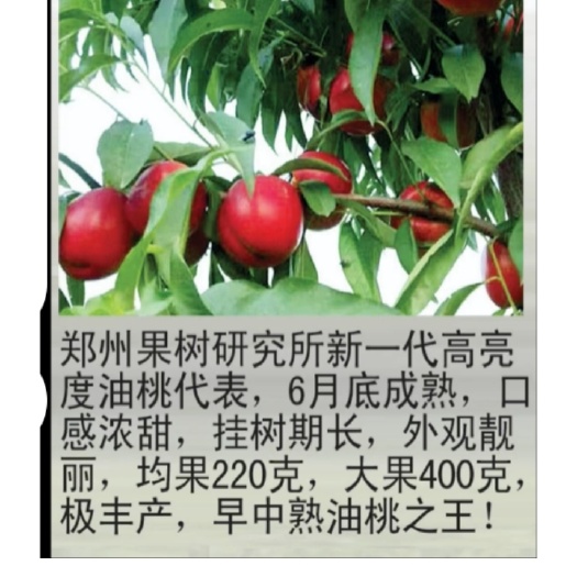 晋州市中油金夏油桃