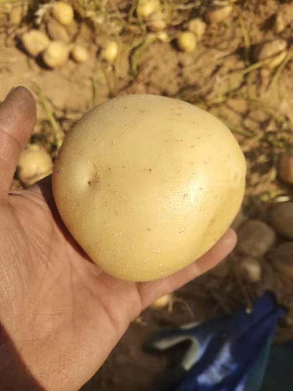 黄心土豆