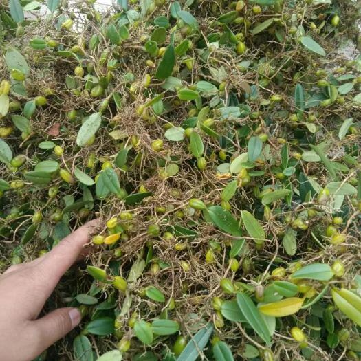 江城县石橄榄皱果单叶小果新鲜货批发零售