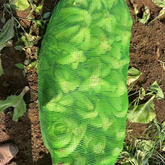 华容县湖南小叶苞芯芥菜