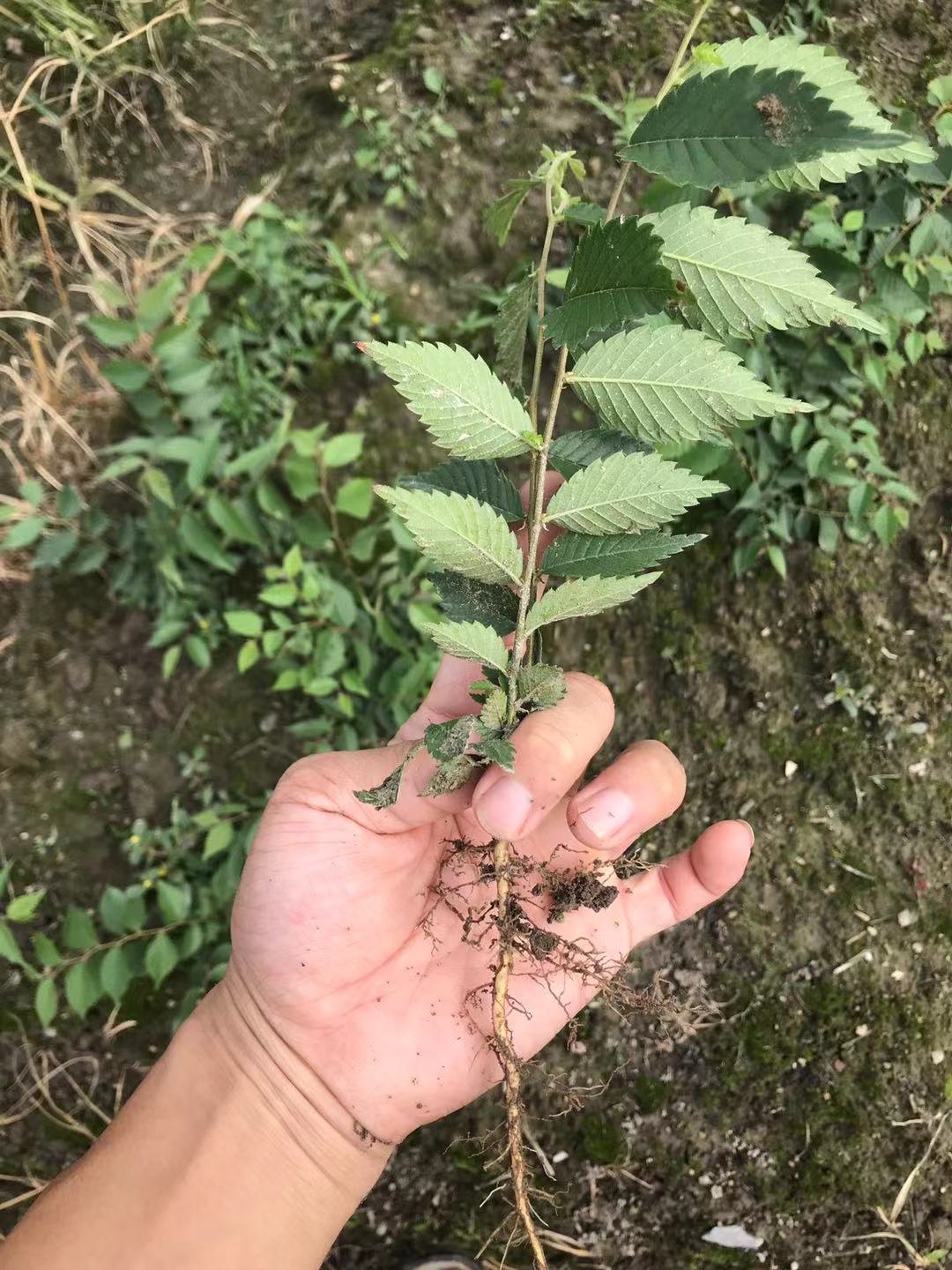 九江柴桑区红榉小苗种植基地产地直销提供种植技术