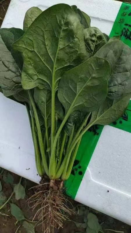 邯郸精品菠菜，产地直发