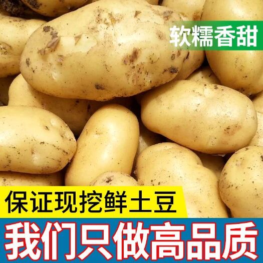 2023山东莱芜黄皮大土豆新鲜马铃薯现挖现发洋芋农家自种