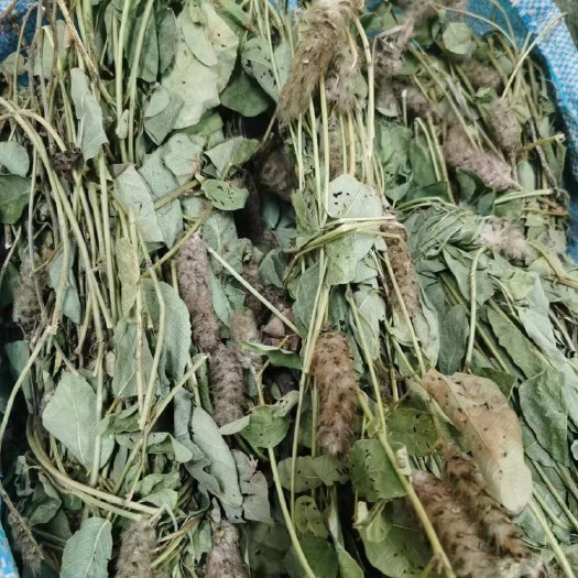 清远广东省内包邮  新鲜晒干狸尾草  现挖现晒 厂家直销