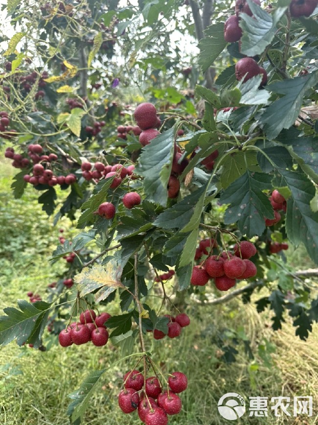 大金星山楂，原产地直发，大量现货大量供应