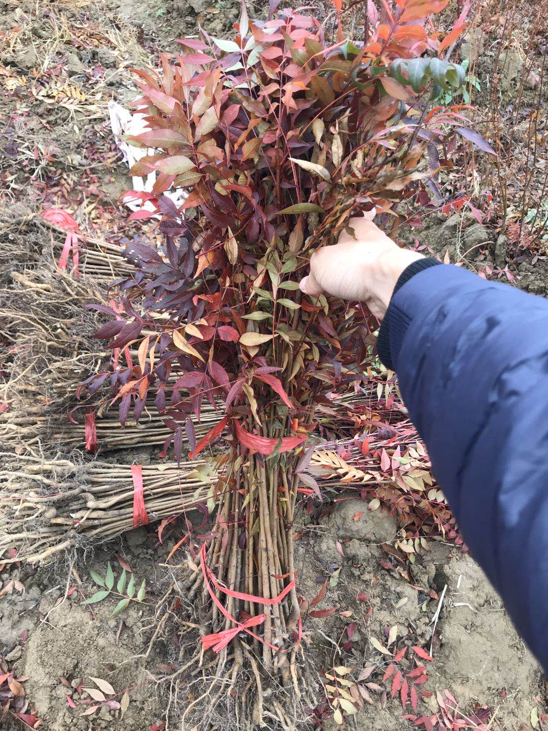 一公分黄连木小苗，九江柴桑区黄连木小苗种植基地