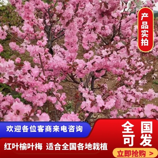 开原市红叶榆叶梅