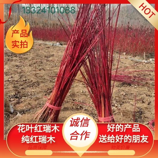 花叶红瑞木  纯红瑞木一年生播种苗