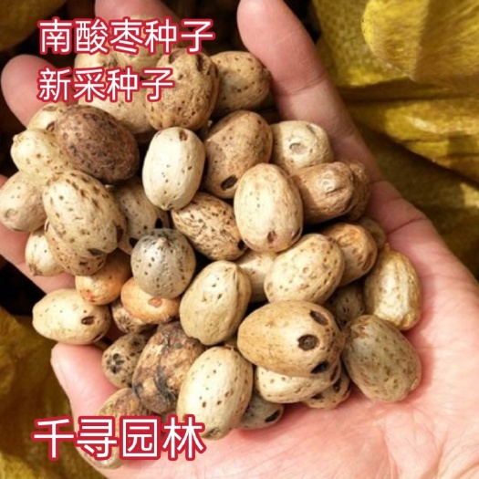南酸枣种子 酸枣树种子五眼果四眼果货郎果种籽山枣树种子鼻涕果