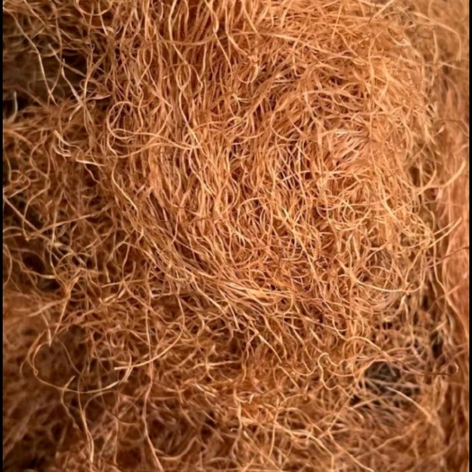 德保县玉米须