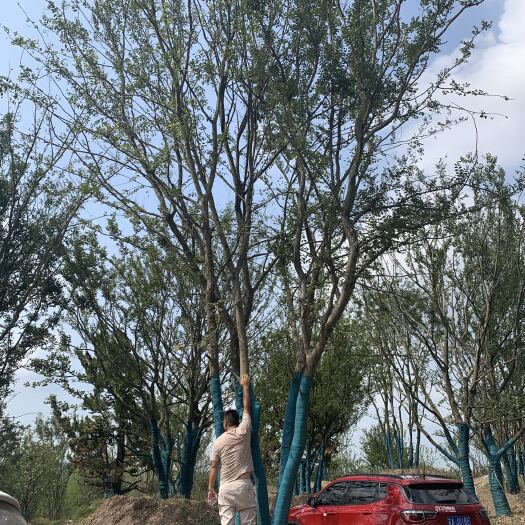 丛生榔榆价格，丛生榔榆产地，丛生榔榆基地
