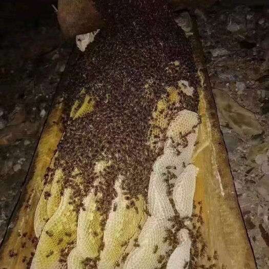 九寨沟县高原蜂蜜