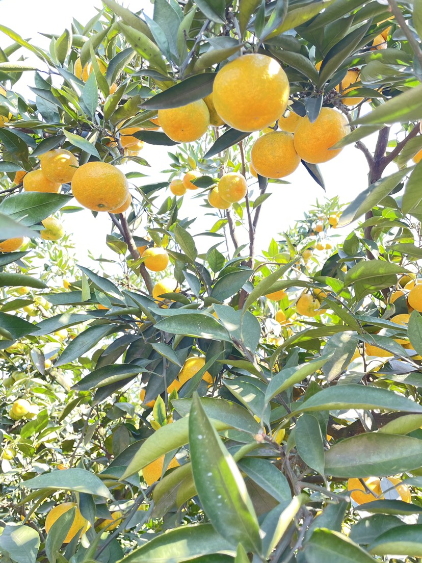 蜜橘产地直销纯甜化渣口感细腻对接各大电商，市场，欢迎致电咨询