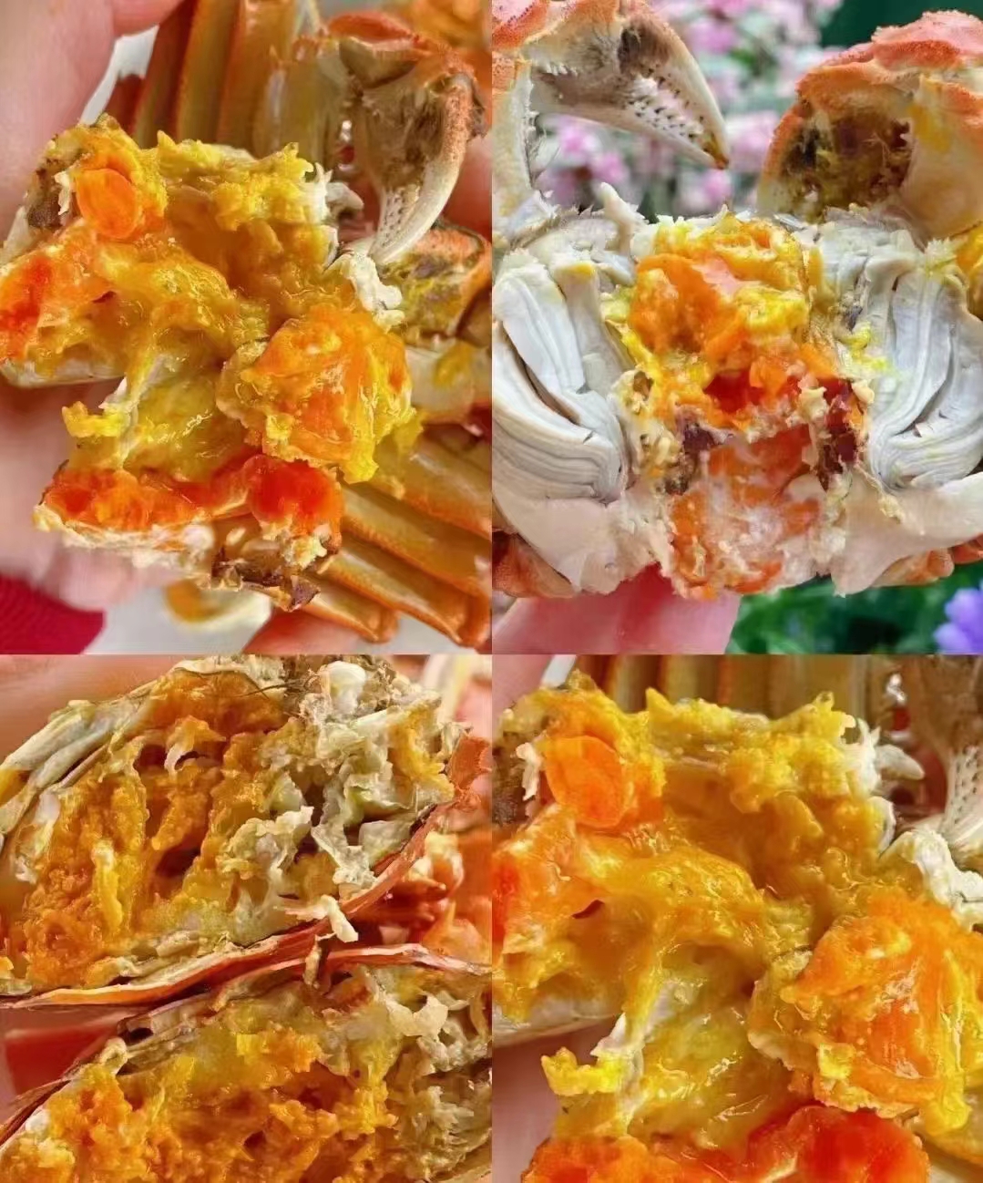 湖北洪湖大闸蟹原产地直供，破损包赔，支持混批。（母蟹）
