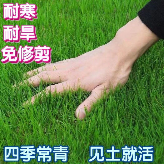 草坪种子，耐寒耐旱矮生四季青草种子草籽 护坡固土小区绿化种子